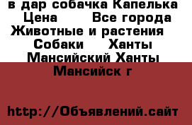 в дар собачка Капелька › Цена ­ 1 - Все города Животные и растения » Собаки   . Ханты-Мансийский,Ханты-Мансийск г.